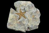 Ordovician Starfish (Petraster?) Fossil - Morocco #100492-1